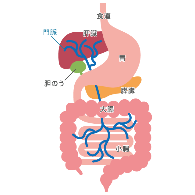 腸の解剖と生理学