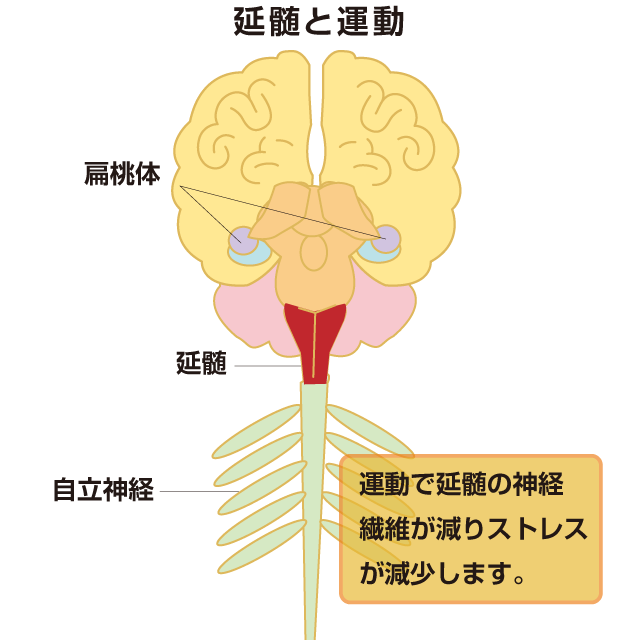 ストレスの生理学