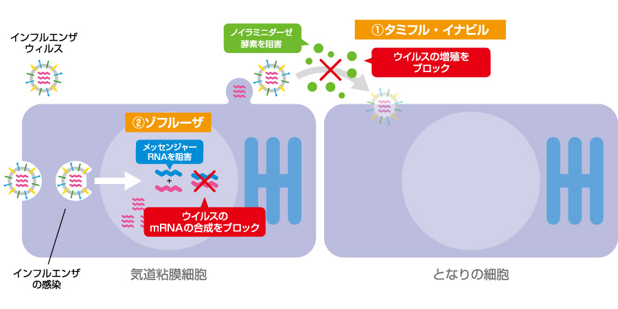 インフルエンザ薬の作用