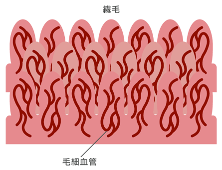 腸内細菌の特徴と働き