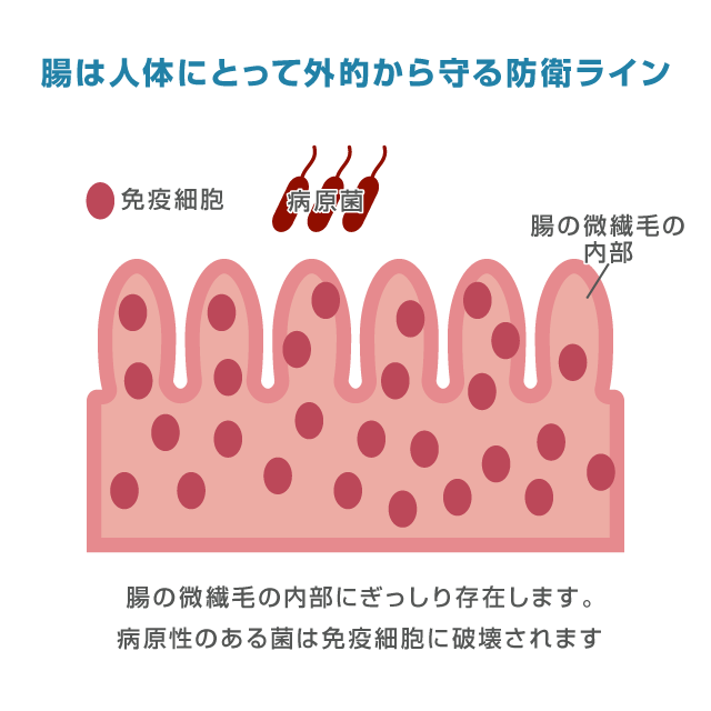 免疫力と腸